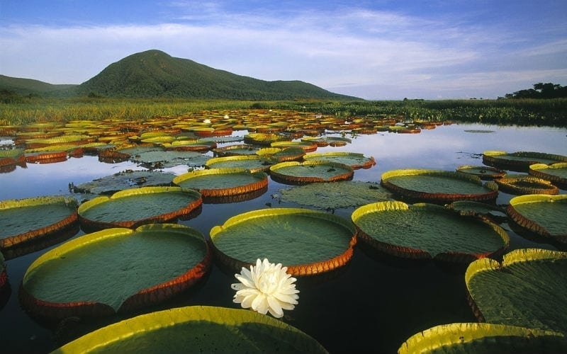 viajar para o pantanal