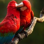 observação de aves em bonito