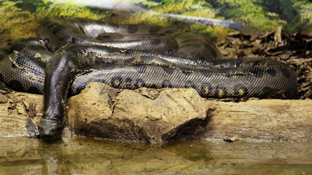 Tem muita cobra em Bonito MS?