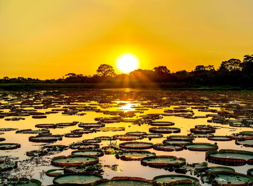 visitar o pantanal
