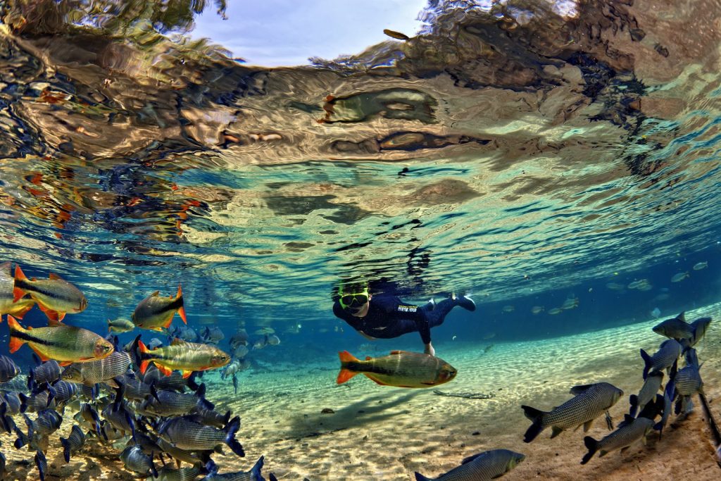 nadar com peixes em rios cristalinos