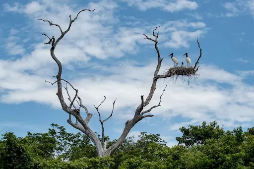 Pantanal sul: dicas de passeios partindo de Bonito MS