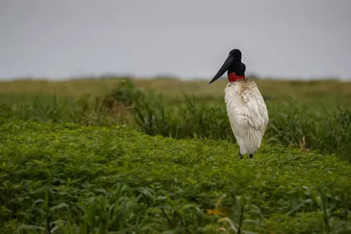 Qual a melhor época do ano para se visitar o Pantanal sul?